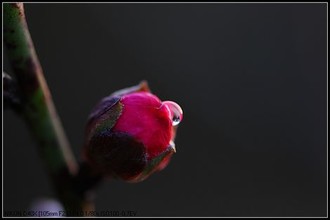 水蜜桃小馒头